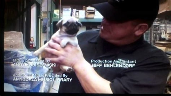 dave hester with pugs