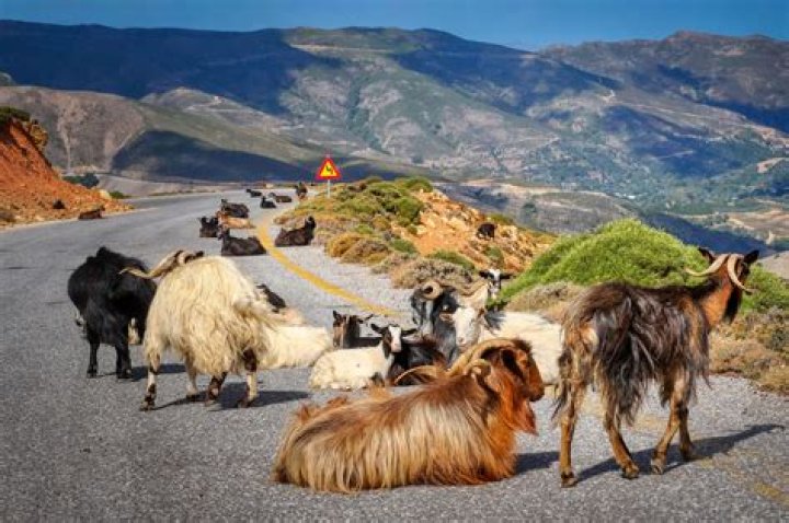 Goats On The Road Goats On The Road