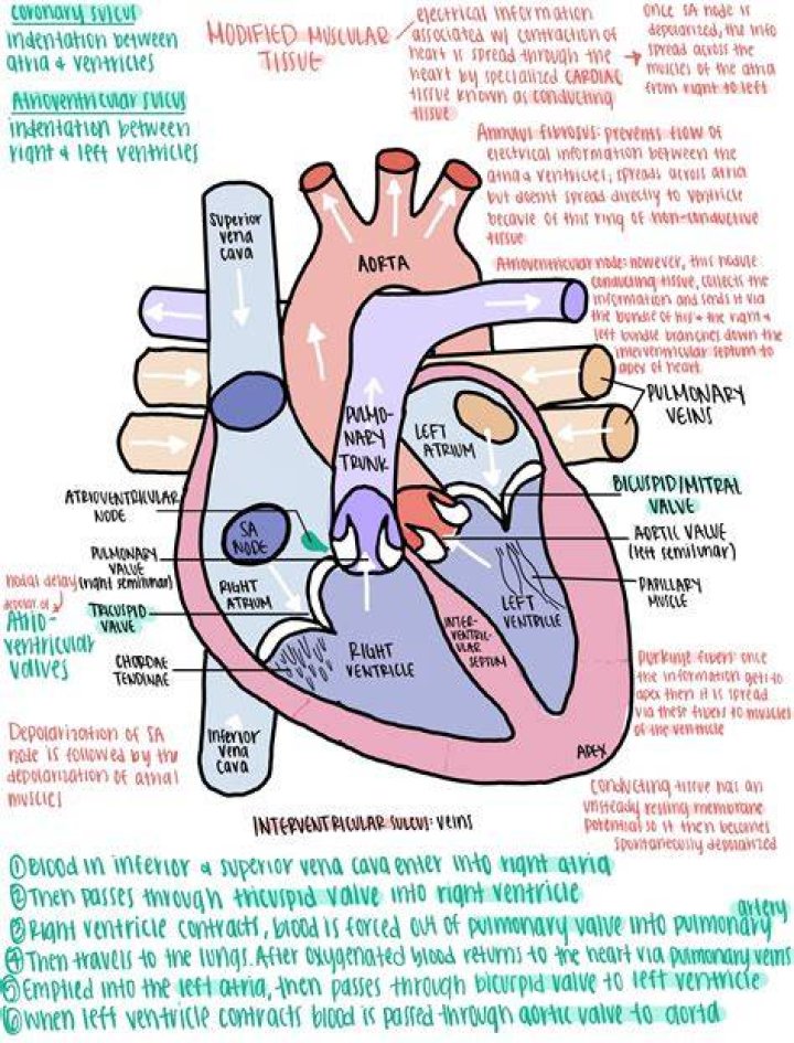 Heart