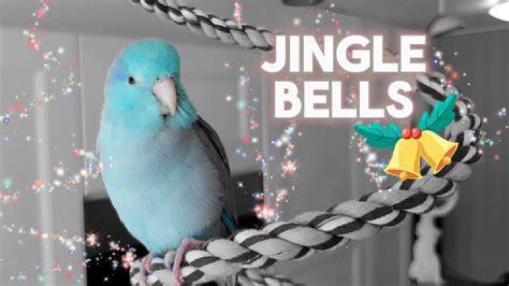 Jingle Bells with Whistling - Christmas Song with Whistling - Songs for Cockatiels,Bird,Budgies, - songs with whistling in the beginning