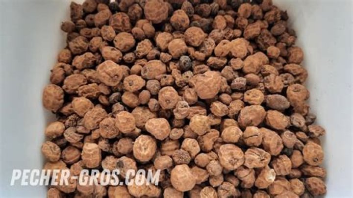 Tiger nuts Tiger nuts